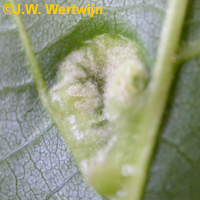 Blad onderkant: Okkernootviltmijt (Aceria erinea)